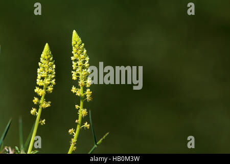 Wilde Mignonette, Reseda lutea Stockfoto