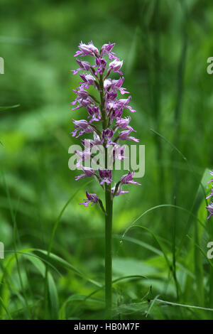 Militärische Orchidee Orchis militaris Stockfoto
