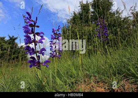 Wiesen-Salbei, Salvia pratensis Stockfoto