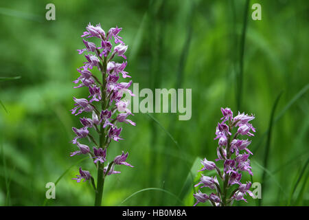 Militärische Orchidee Orchis militaris Stockfoto