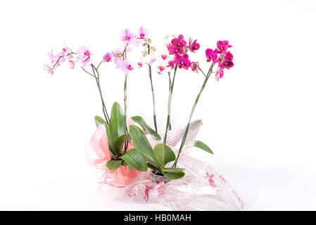 Orchideen auf weißem Hintergrund Stockfoto