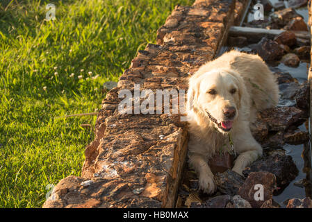 Golden Retriever ruhen Stockfoto