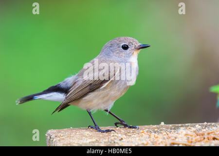 Red-Throated-Fliegenschnäpper (Ficedula Horste) Vogel im Garten Stockfoto