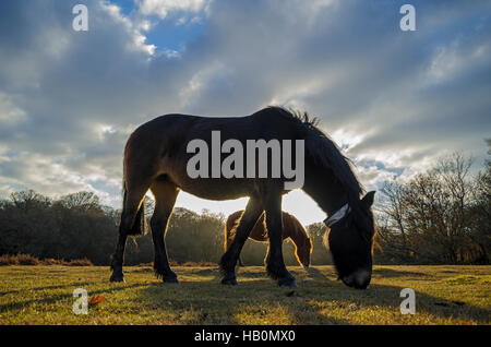 New Forest Ponys füttern in den späten Abend Sonnenschein Stockfoto