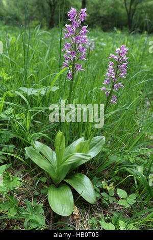 Militärische Orchidee Orchis militaris Stockfoto