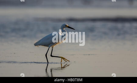 Snowy Silberreiher (Egretta unaufger), Zucht Gefieder, Bucht von San Carlos, Bunche Beach bewahren, Florida Stockfoto