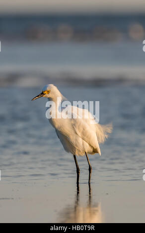 Snowy Silberreiher (Egretta unaufger), Zucht Gefieder, Bucht von San Carlos, Bunche Beach bewahren, Florida Stockfoto