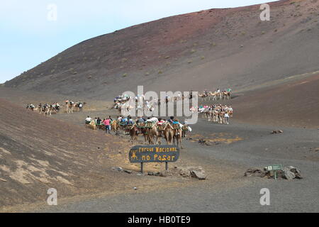 Kamele in Lanzarote Stockfoto