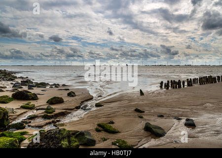 Ursuppe in Watt Stockfoto