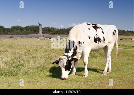 Kühe in St. Peter-Ording, Deutschland Stockfoto