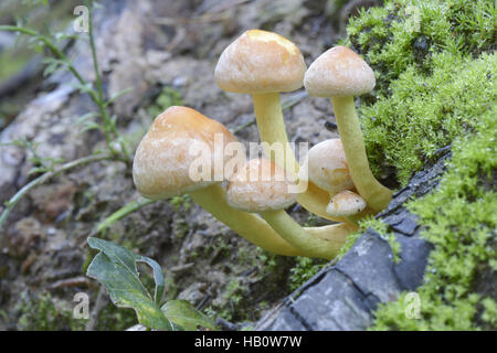 Pilz-Grünblättriger fascicularis Stockfoto