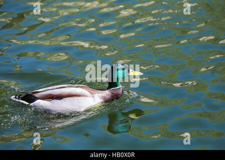 Stockente Stockfoto