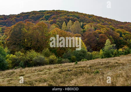 Bunte Herbstlandschaft im Vitosha Berg, Bulgarien Stockfoto