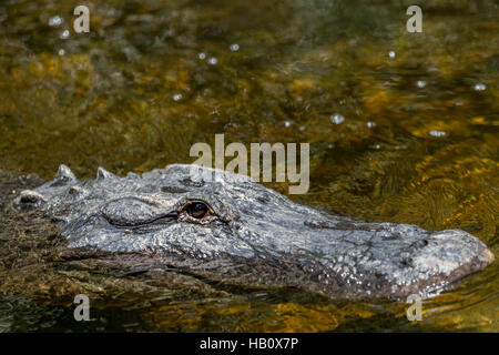 Alligator (Alligator Mississippiensis) schwimmen, Big Cypress National Preserve, Florida Stockfoto