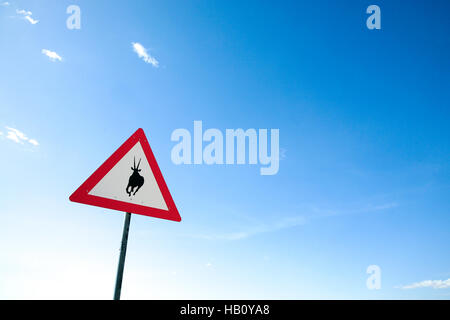 Verkehr Gefahr Springbok Kreuzung Straßenschild in Namibia, Afrika. Stockfoto