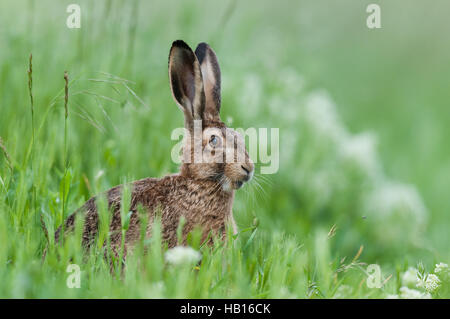 Europäische Hasen - Neusiedler See, Österreich - Stockfoto