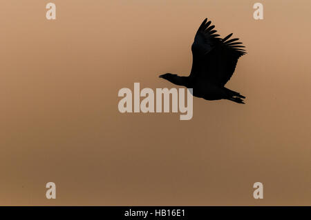 Großtrappen-Neusiedler See, Österreich - Stockfoto