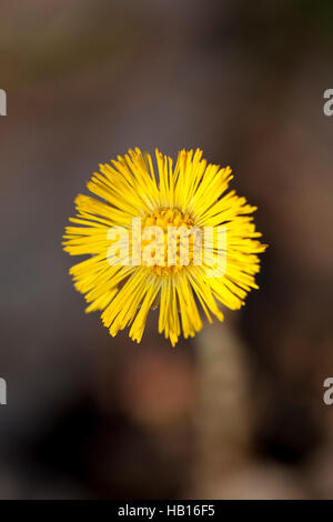 einzelne gelbe Huflattich (Tussilago Farfara) als Hintergrund Stockfoto