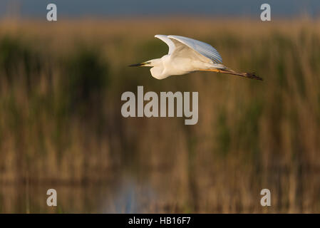 Silberreiher-Neusiedler See, Österreich - Stockfoto