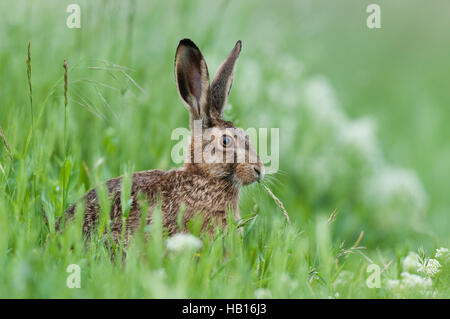 Europäische Hasen - Neusiedler See, Österreich - Stockfoto