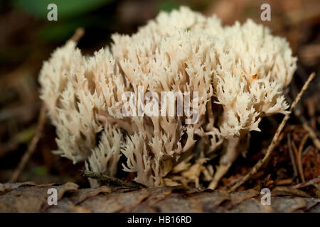 essbare Coral Pilz (Ramaria Stricta) auf welkes Blatt Stockfoto