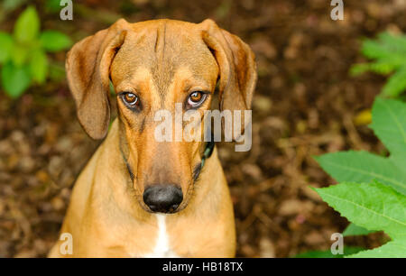 Hund ist schüchtern schuldig ein schönes Tierheim Hund Hund nachschlagen mit einem intensiven Blick draußen in der Natur Stockfoto