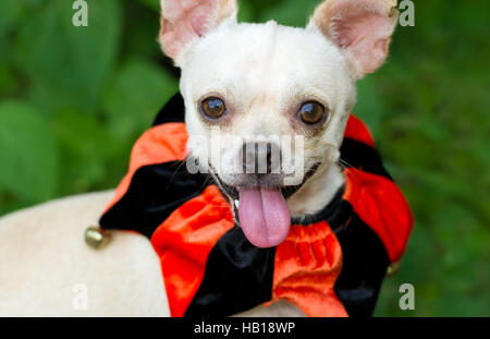 Hund lustig ist ein netter aufgeregt Hund mit seiner Zunge hing aus seinem Mund und einem großen Lächeln auf seinem Gesicht. Stockfoto