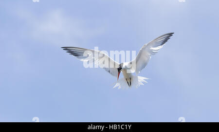 Elegante Tern Thalasseus elegans Stockfoto