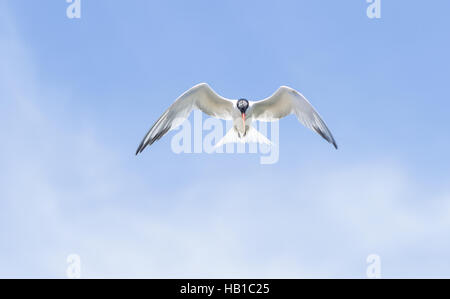 Elegante Tern Thalasseus elegans Stockfoto