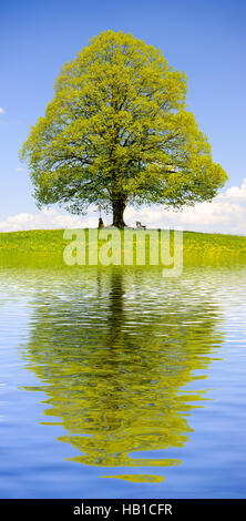 Linde, die Spiegelung im See Stockfoto