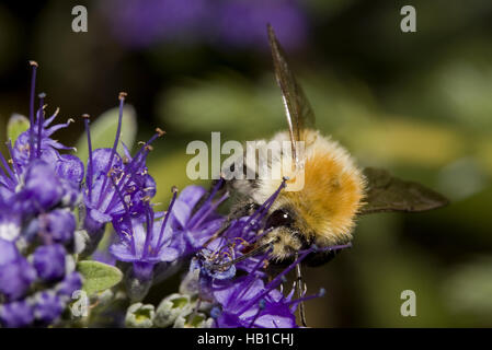 Gemeinsamen Karde-Biene Bombus pascuorum Stockfoto