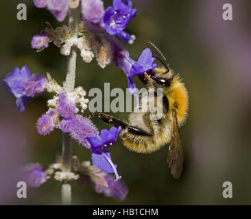 Gemeinsamen Karde-Biene Bombus pascuorum Stockfoto