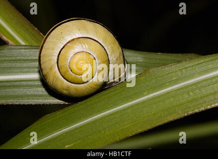 Brown-lippige Schnecke Bänderschnecken nemoralis Stockfoto