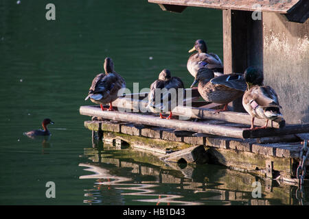 Stockente (Anas Platyrhynchos). Parque De La Paloma, Benalmádena, Málaga, Spanien Stockfoto