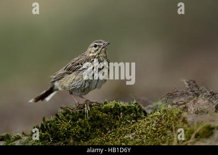 Baumpieper Stockfoto