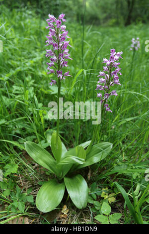 Militärische Orchidee Orchis militaris Stockfoto