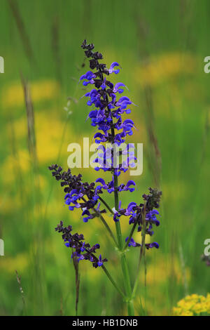 Wiesen-Salbei, Salvia pratensis Stockfoto