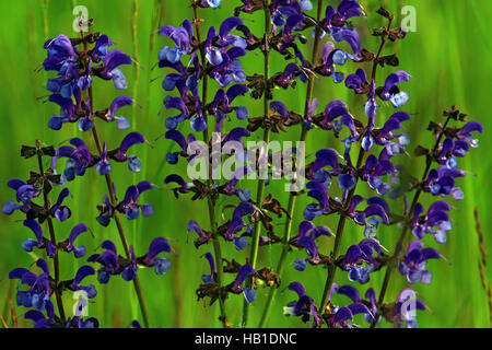 Wiesen-Salbei, Salvia pratensis Stockfoto