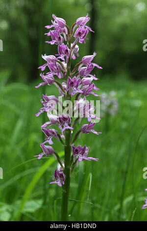 Militärische Orchidee Orchis militaris Stockfoto