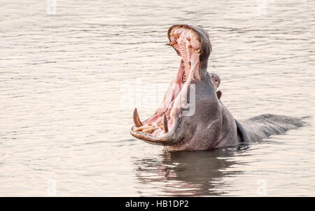 Nilpferd in einem See Gähnen Stockfoto