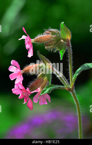 Rattleweed; Blume; Blüte; Stockfoto