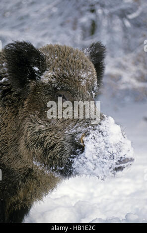 Wildschwein Keiler Porträt im winter Stockfoto