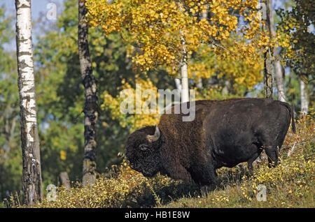 American Bison Bulle im Herbst Stockfoto