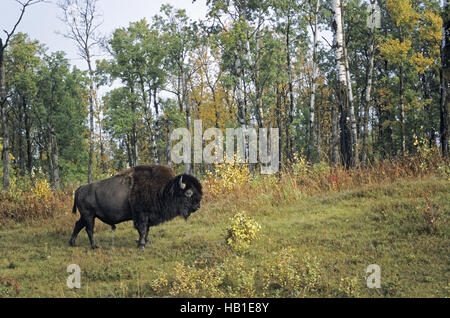 American Bison Bulle im Herbst Stockfoto