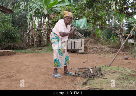 Ältere schwarze afrikanische Frauen sammeln Holz für Feuer im ländlichen Kamerun Westafrika Stockfoto