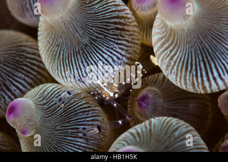 Eine transluzente Anemonen Garnele sitzt unter den schützenden Tentakeln seine Host-Anemone im Nationalpark Komodo, Indonesien. Stockfoto