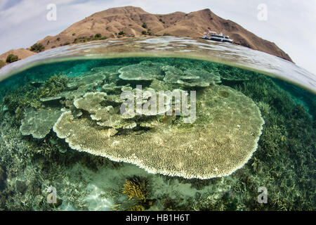 Eine gesunde Reihe von Korallen wächst im flachen Wasser im Komodo National Park. Diese Region ist bekannt für seine hohe Artenvielfalt. Stockfoto