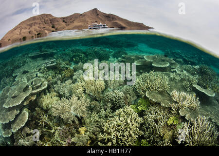 Eine gesunde Reihe von Korallen wächst im flachen Wasser im Komodo National Park. Diese Region ist bekannt für seine hohe Artenvielfalt. Stockfoto