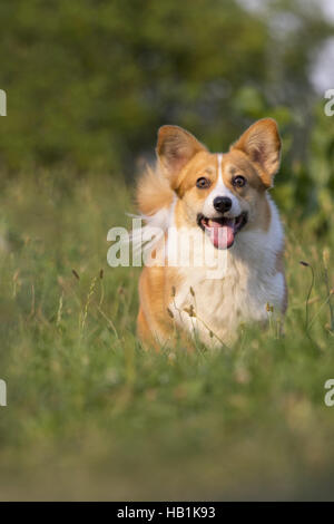 Welsh Corgi Pembroke Stockfoto