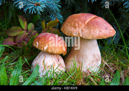 Zwei Pilze Steinpilze im Wald. Stockfoto